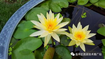 geng多水生蔬菜：探索水边的绿色世界