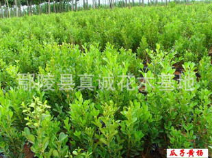 瓜子黄杨与瓜子黄杨球：绿植界的“瓜子”与“球儿”