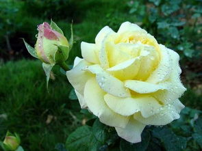 品种多， 适应广，喜爱自然生