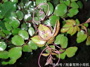 月季黑斑病的病状