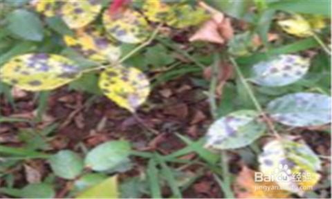 月季花枯枝病困扰，特效药揭秘！