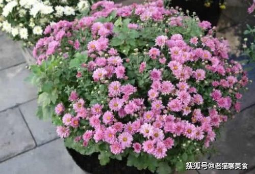 北京夏菊怎么养殖？适合在什么土壤中种植