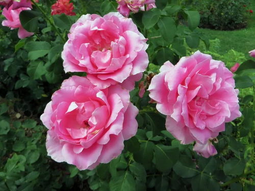 月季花：城市的美丽使者