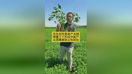 花生控旺， 秋后的管理策略