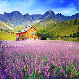 花黄之美：自然与人文的奇妙交融