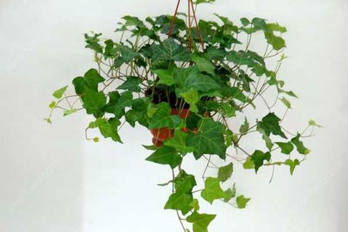 花语：情感的纽带