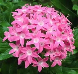 五星花花期特点与生长规律探究