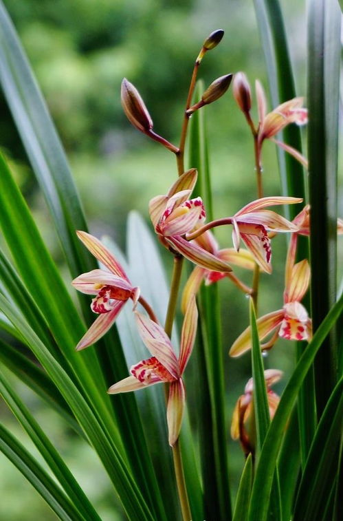 有机肥料养护兰花