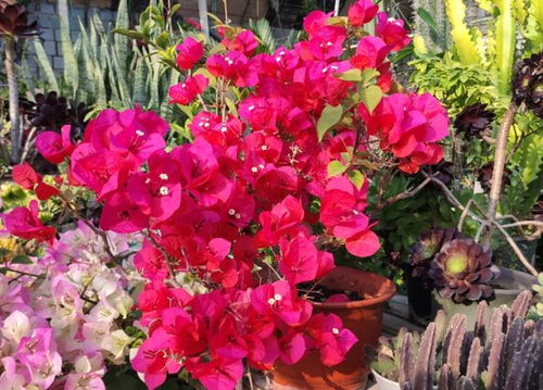 三角梅：全年开花不停歇， 越晒越艳似火烧