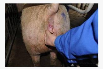 母猪发情鉴定：观察行为、外观特征