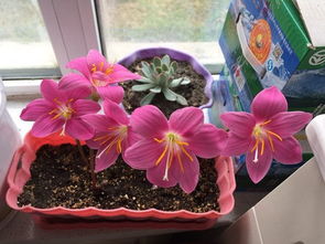 5. 对与喜爱花草人， 名贵花草种享受和追求