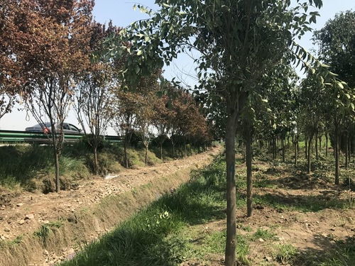 石榴树几月发芽？不同地区时间差异大