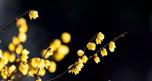 腊梅：逆境中的精神慰藉