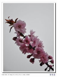 美人梅与榆叶梅：一场视觉与知识的邂逅