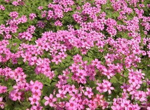 红花生长特性对比表