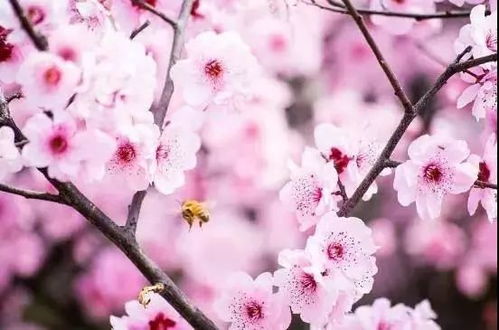 双：四月份开桃花