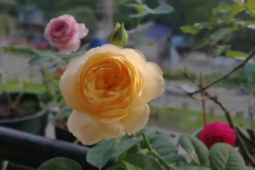 朱丽叶月季：经典与美丽的代表