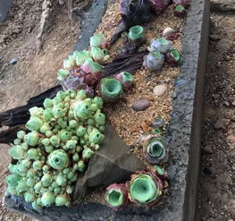 多肉植物绑绳， 美丽造型大揭秘