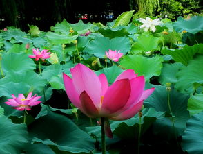 像河灯里的粉红河灯