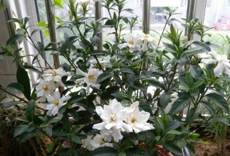 修剪造型：合理修剪， 展现优美树形