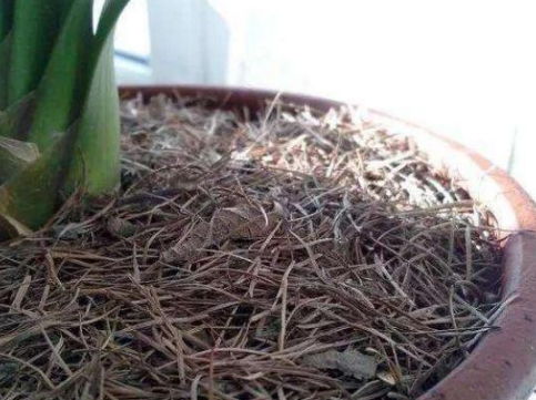 “在什么月份种植马蹄莲最为适宜，以确保其生长周期和开花效果最佳