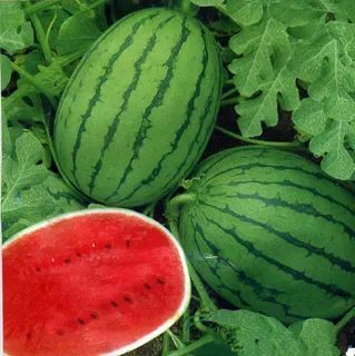 百菌清的副作用