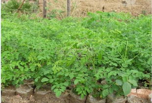 福建龙岩的党参田