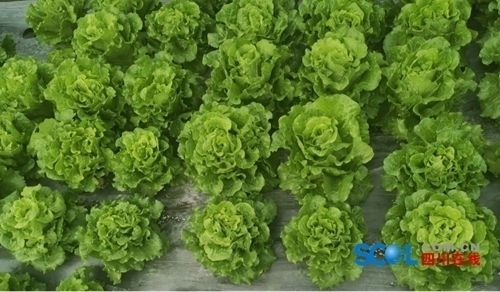 蒜苔的生长，农药的迷思
