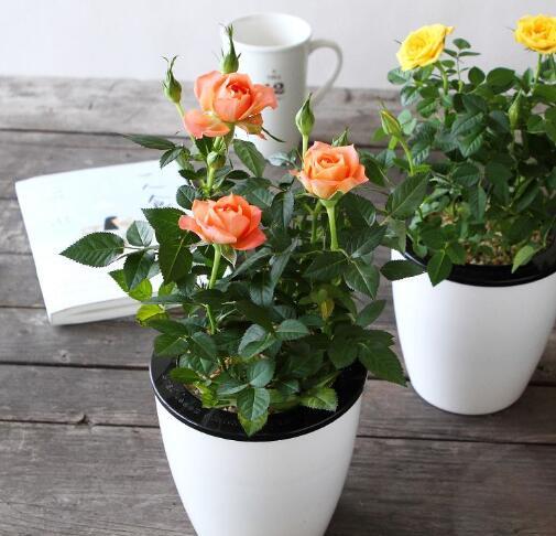 生长地：蜡梅的故乡