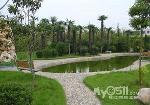 杭州小区绿化树的高度之谜