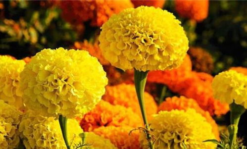 2. 种花儿的时候要注意啥