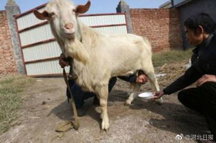 气畜是什么原因导致种公羊不配种？