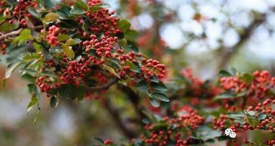 四、 症状三：花朵凋谢，香味消失了