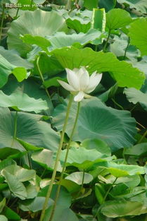 荷花的秘密,一平米嫩种几株?