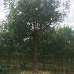 国槐小苗购买地点及价格