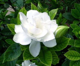 栀子花为何常匍匐丛生？