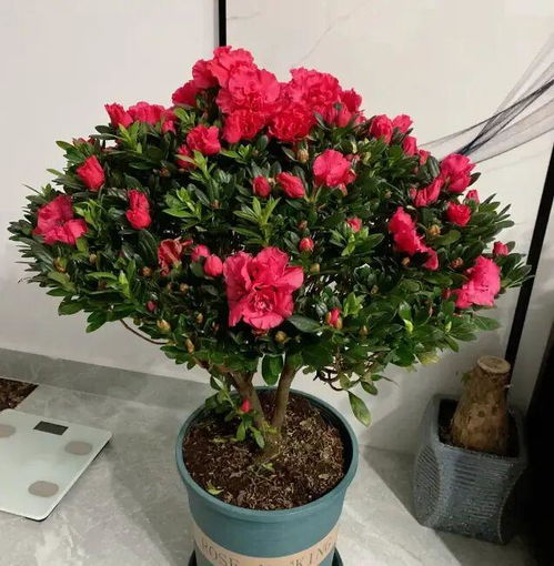 杜鹃花四季开花？揭秘这一谜团