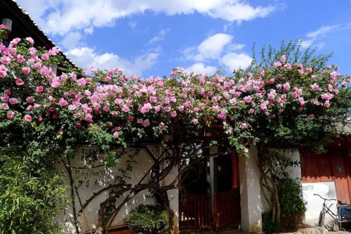 第一步：修剪的艺术