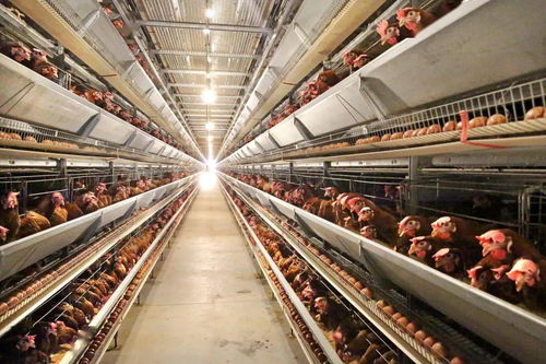 猪场喷水降温系统，高效农业养殖新选择