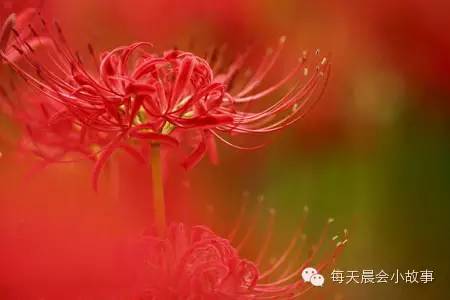 彼岸花，寓意着永恒的思念与深情