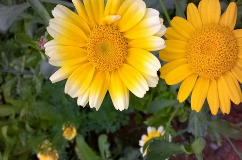 茼蒿花：清新雅致，生活如花绽放