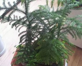 长白山老周的绿化秘籍：玉簪花的魔力