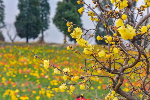 梅花与腊梅的冬之韵
