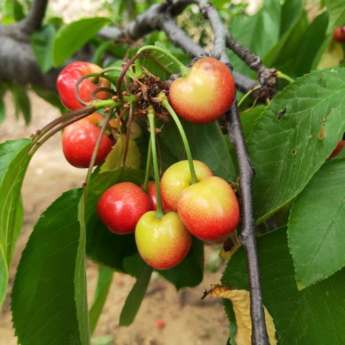 樱桃树苗6月份栽嫩活