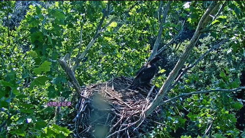 榆树种子，种子的秘密