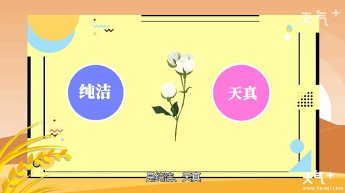 白色玫瑰代表纯洁，送女朋友合适吗