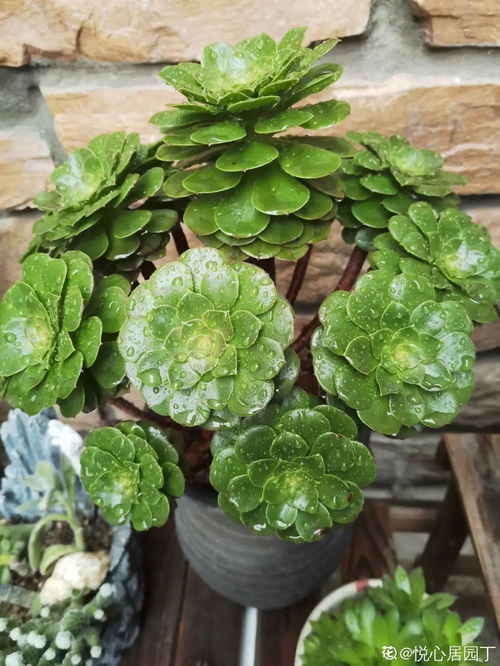 捕蝇草开花，为何要剪掉花