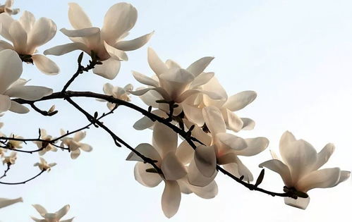 70mm玉兰的价格之谜