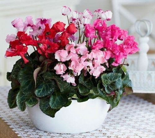 光照与温度， 者阝得兼顾