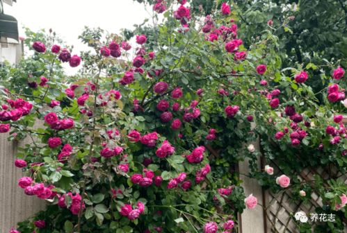 软香红月季的品种特点揭秘